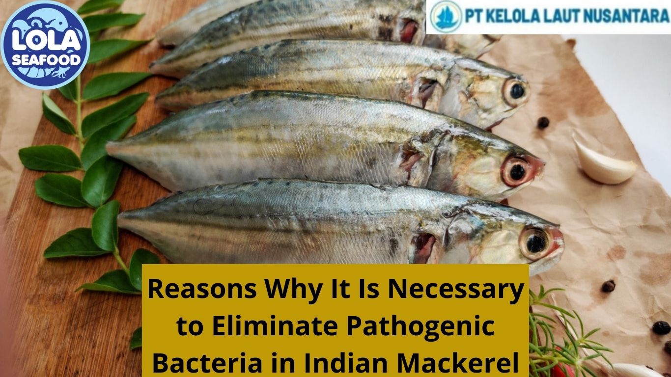 Reasons Why It Is Necessary to Eliminate Pathogenic Bacteria in Indian Mackerel